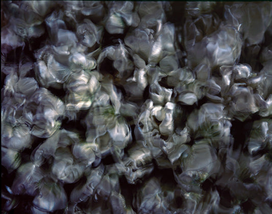 Underwater photograph floral asbtract Cool Mid Tone tonality