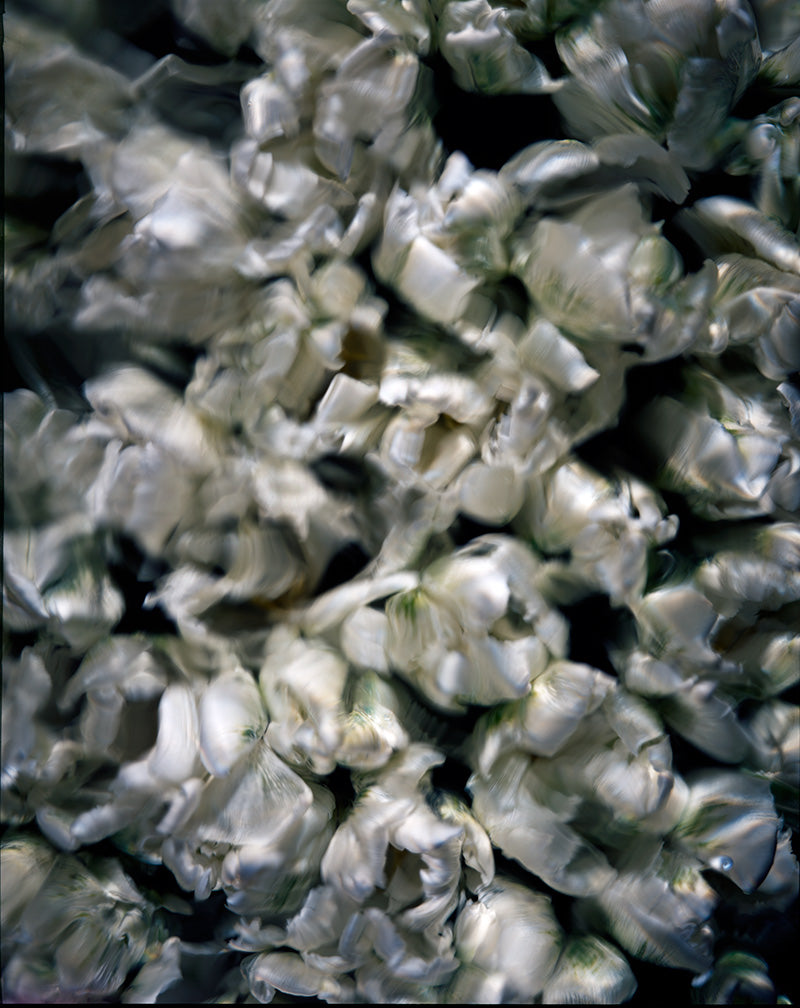 Underwater photograph floral asbtract Verdant Mid Tone tonality