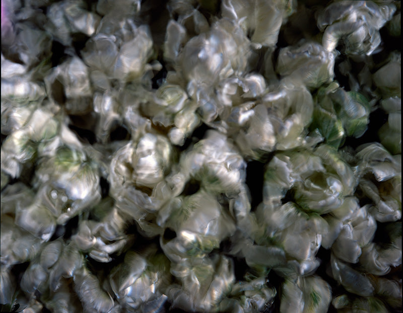 Underwater photograph floral asbtract Verdant Mid Tone tonality