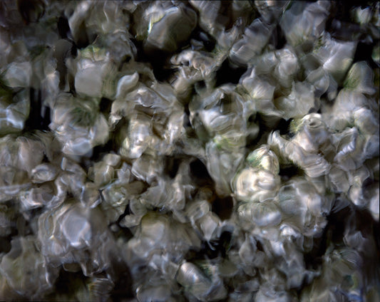 Underwater photograph floral asbtract Warm Mid Tone tonality