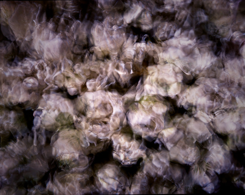 Underwater photograph floral asbtract vfloral Warm Mid Tone tonality