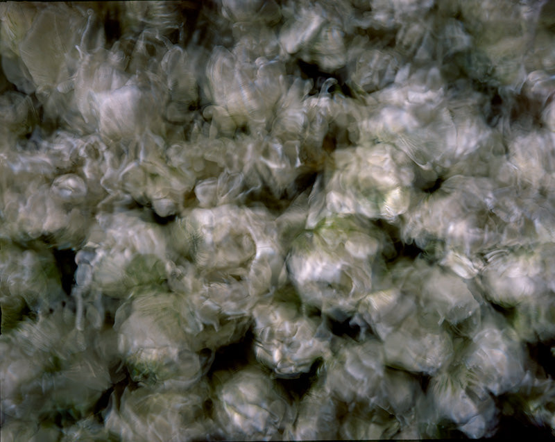 Underwater photograph floral asbtract Warm Mid Tone tonality