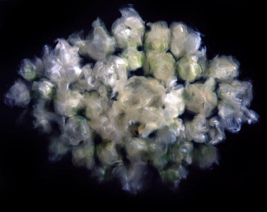Underwater photograph floral asbtract Cool Low Light tonality