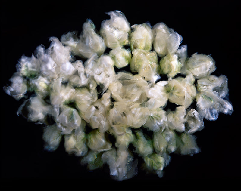 Underwater photograph floral asbtract Warm Mid Tone tonality