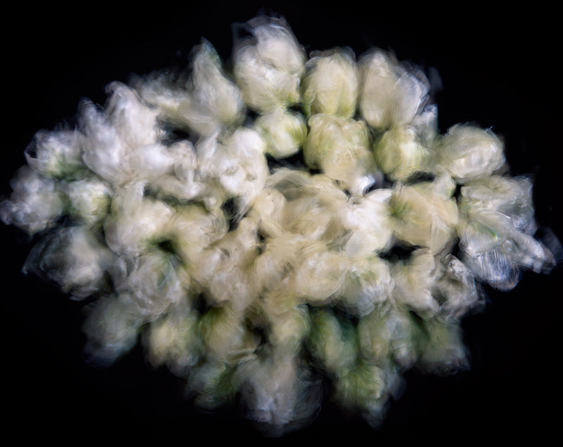 Underwater photograph floral asbtract Warm Mid Tone tonality