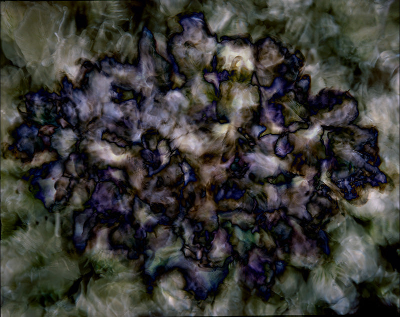 Underwater photograph floral asbtract Warm Low Light tonality
