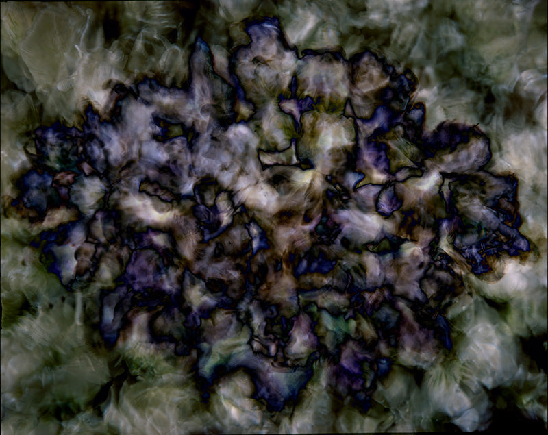 Underwater photograph floral asbtract Warm Low Light tonality