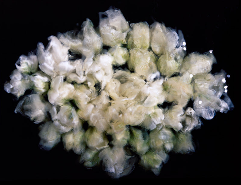 Underwater photograph floral asbtract Warm Mid Tone tonality