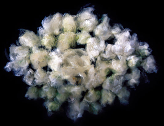 Underwater photograph floral asbtract Verdant Mid Tone tonality