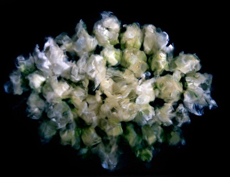Underwater photograph floral asbtract Verdant Low Light tonality