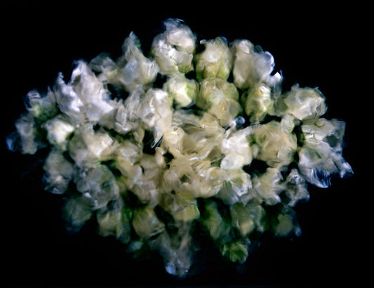 Underwater photograph floral asbtract Verdant Low Light tonality