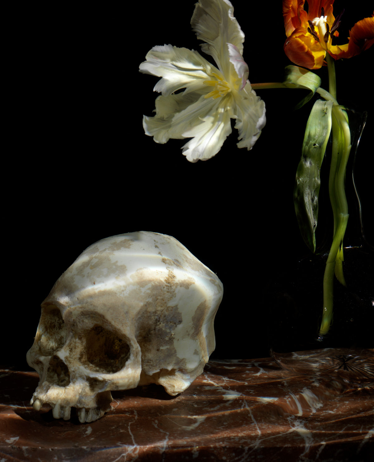 The great leveller, Underwater Vanitas Print  photographic print - €3200 | Shop now & buy direct from the artists studio - Distil Ennui ™ est.1990.