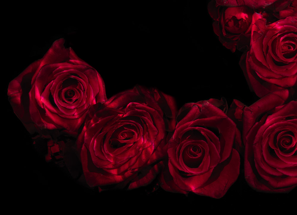 Rosae series of underwater roses explores the new church of brand and celebrity