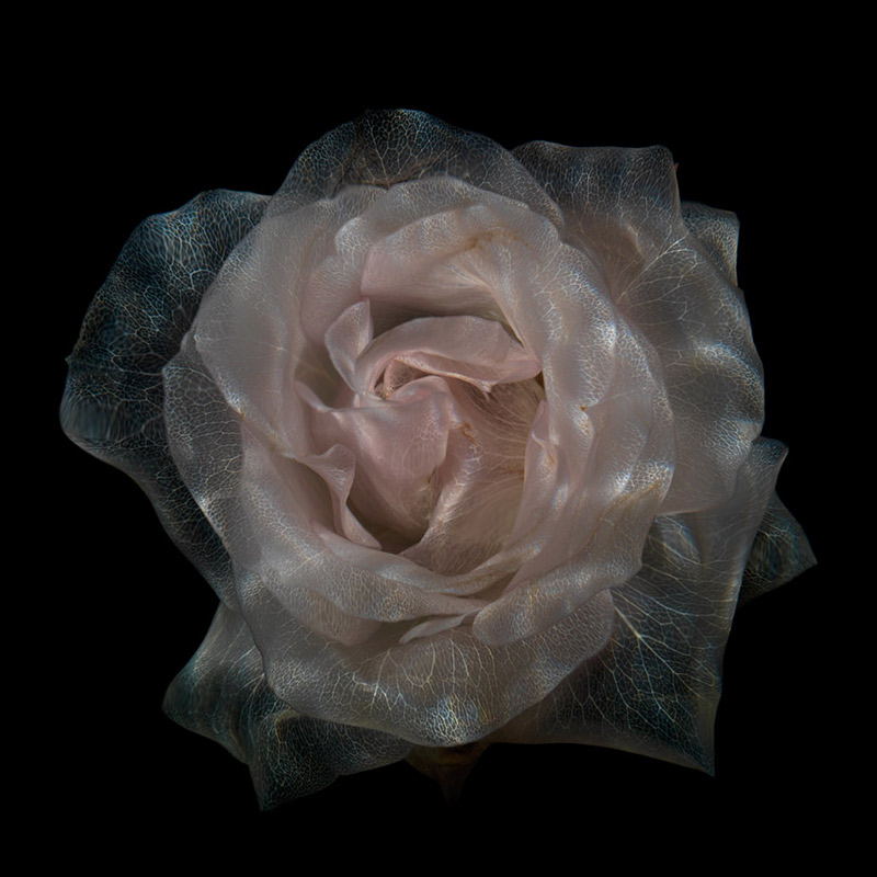 Underwater Flowers Are They Dead Or Alive, new photographic series of glass like sculptural flowers