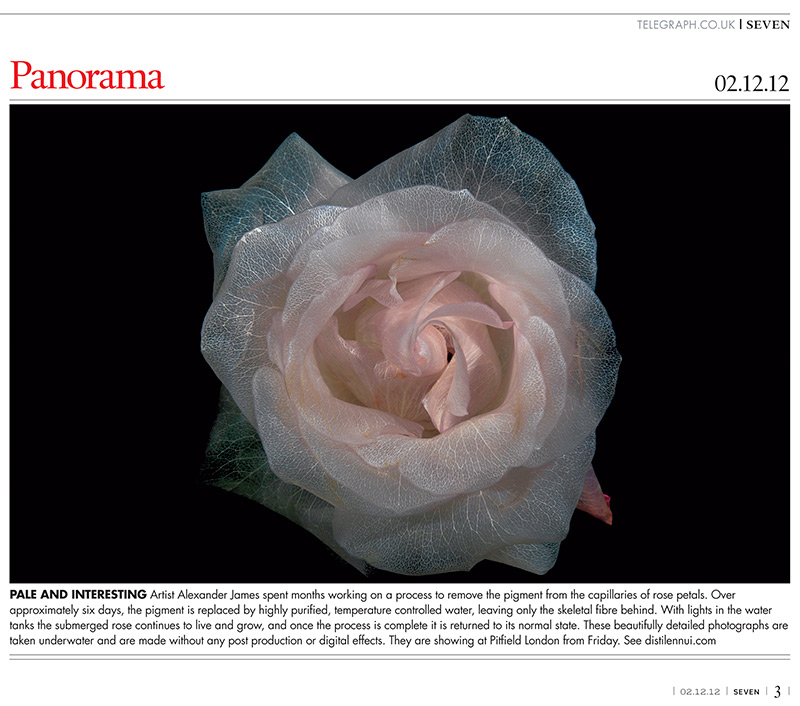 Sunday Telegraph arts and culture feature the surreal underwater glass like flower series