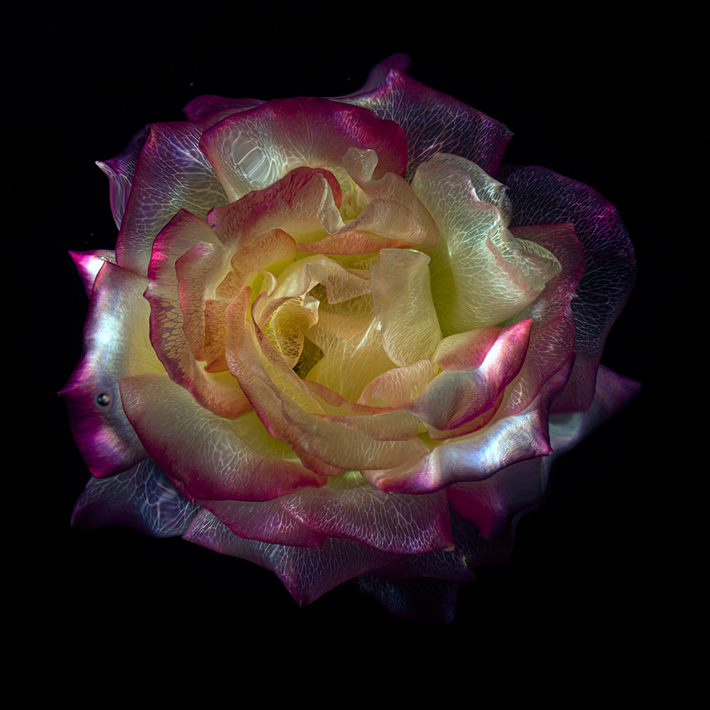 light caustics formed by the concentration of light reflected or refracted by curved surfaces