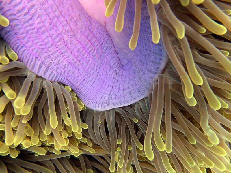 free-diving photographer with basic equipment captures the inhabitants of the coral reef